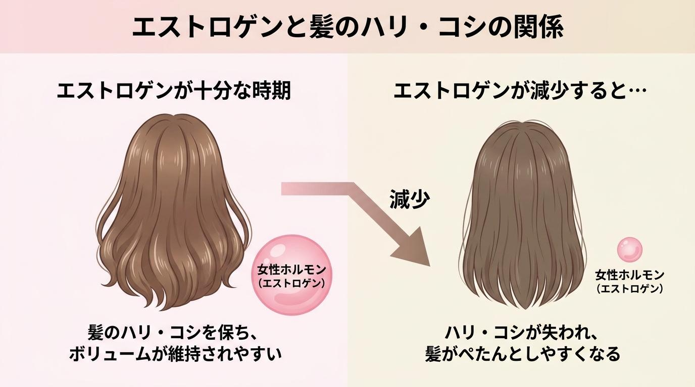エストロゲンと髪のハリ・コシの関係を示した図解